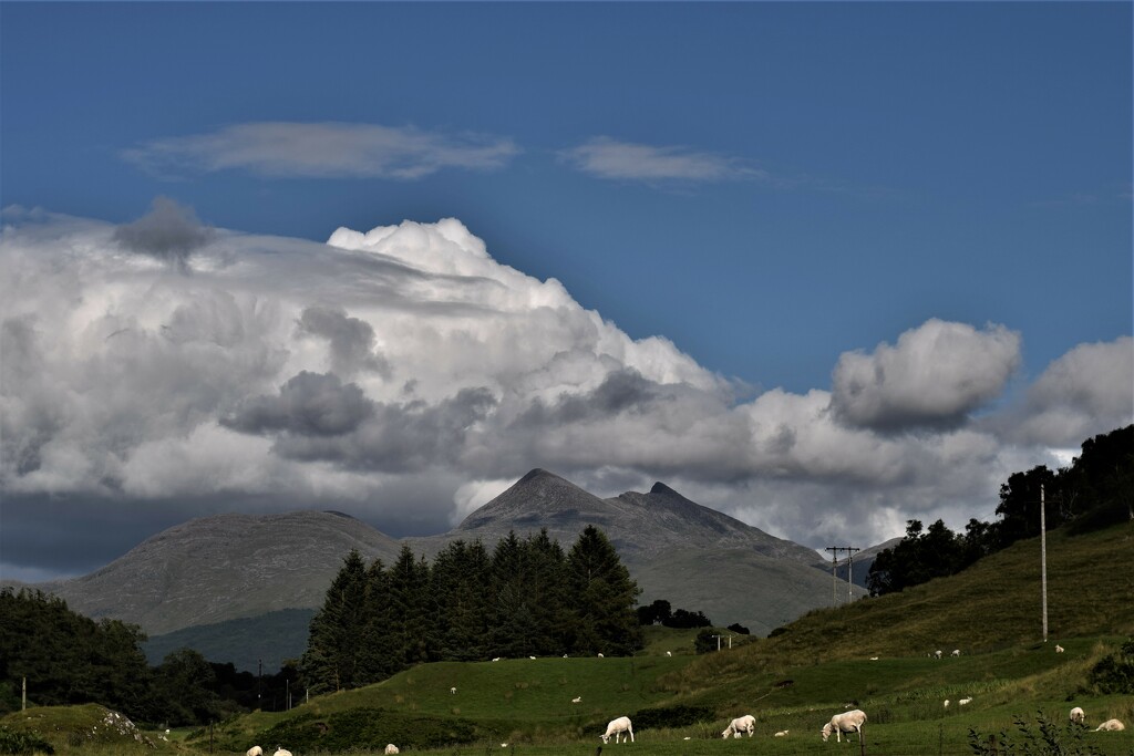 sheep, hill, cloud by christophercox