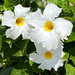 White Rock Trumpet Flowers For Our Birthdays