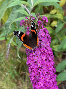 2nd Aug 2022 - Red Admiral Butterfly on Buddleia