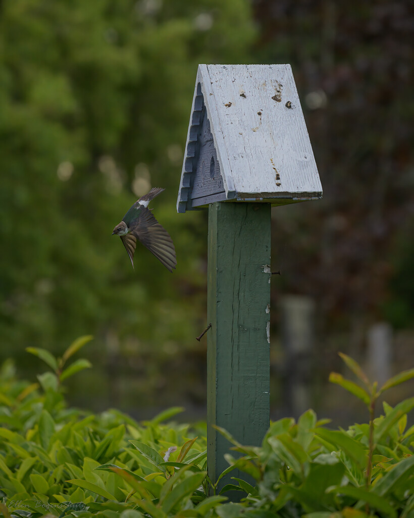 Sparrow Leaving Birdhouse by theredcamera