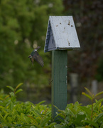 4th Aug 2022 - Sparrow Leaving Birdhouse