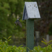 Sparrow Leaving Birdhouse