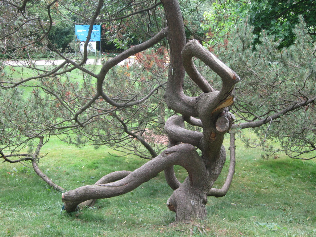 Tree serpentine by bruni