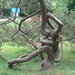 Tree serpentine