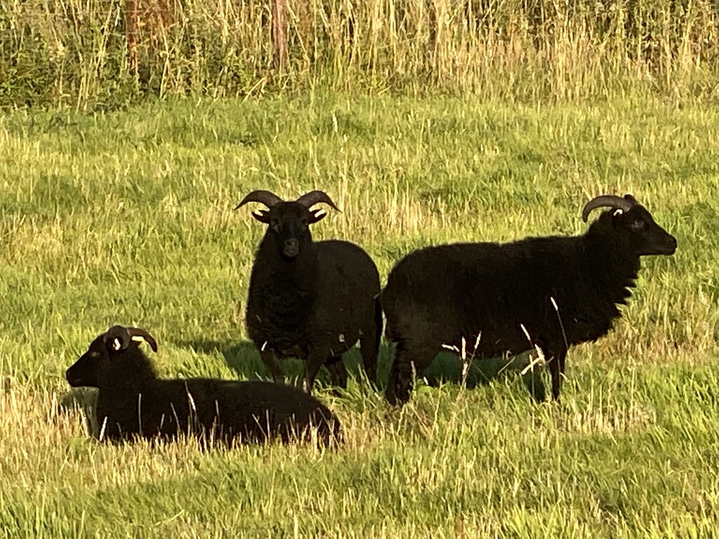 Baa baa black sheep by cafict