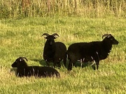 5th Aug 2022 - Baa baa black sheep