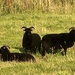 Baa baa black sheep by cafict
