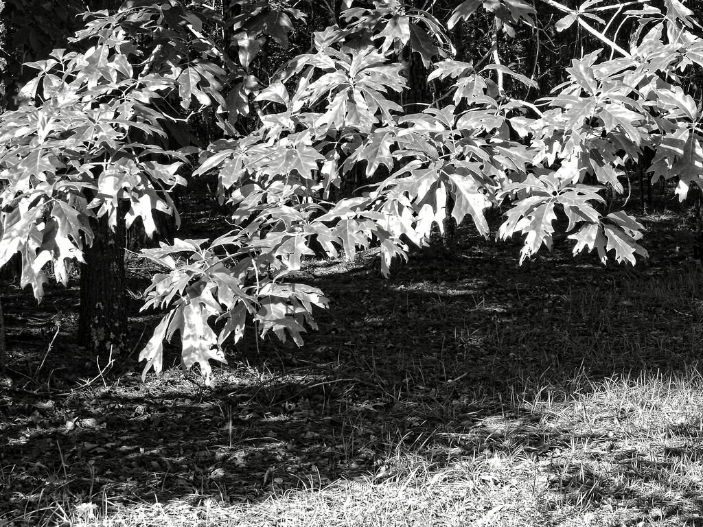Silver oak leaves... by marlboromaam