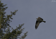 4th Aug 2022 - Osprey Headed for a View Perch