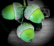 4th Aug 2022 - 'Little acorns'