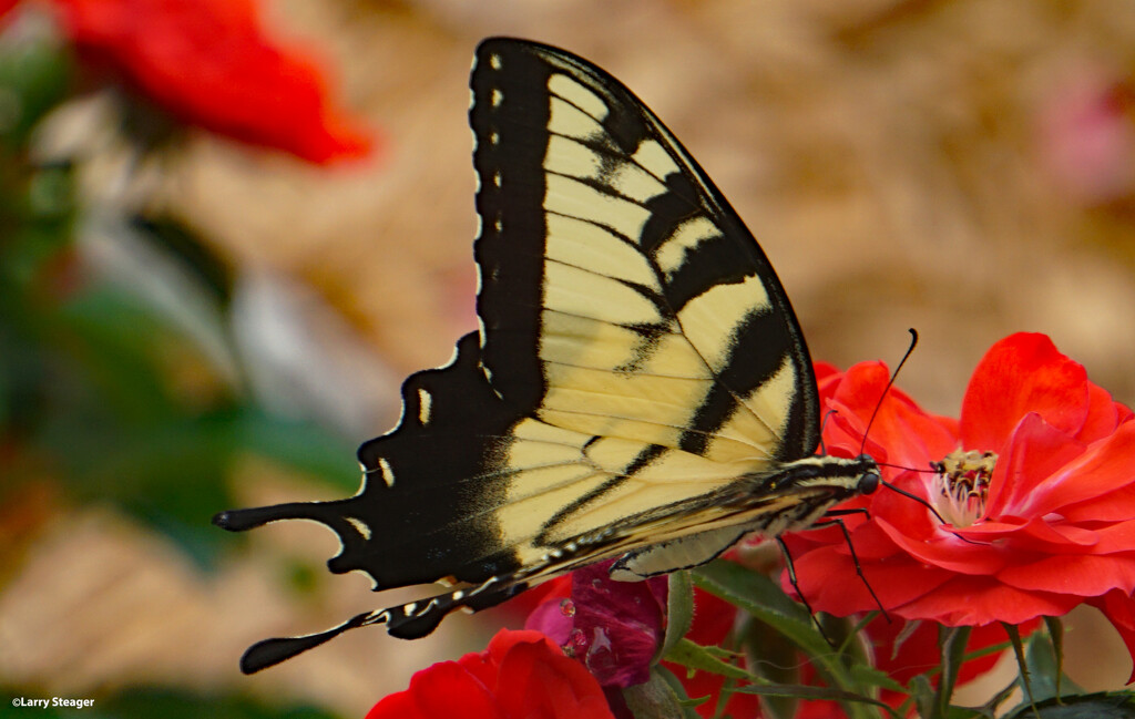 Summer butterfly by larrysphotos