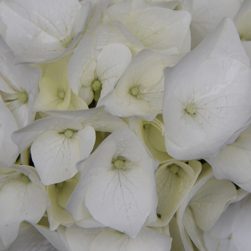 White Hydrangea by mamabec