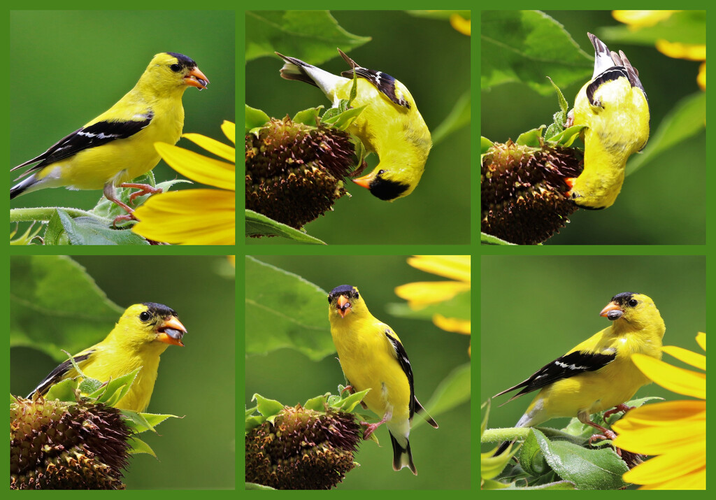 Eating Sunflower Seeds by lynnz