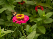 4th Aug 2022 - Working the zinnia
