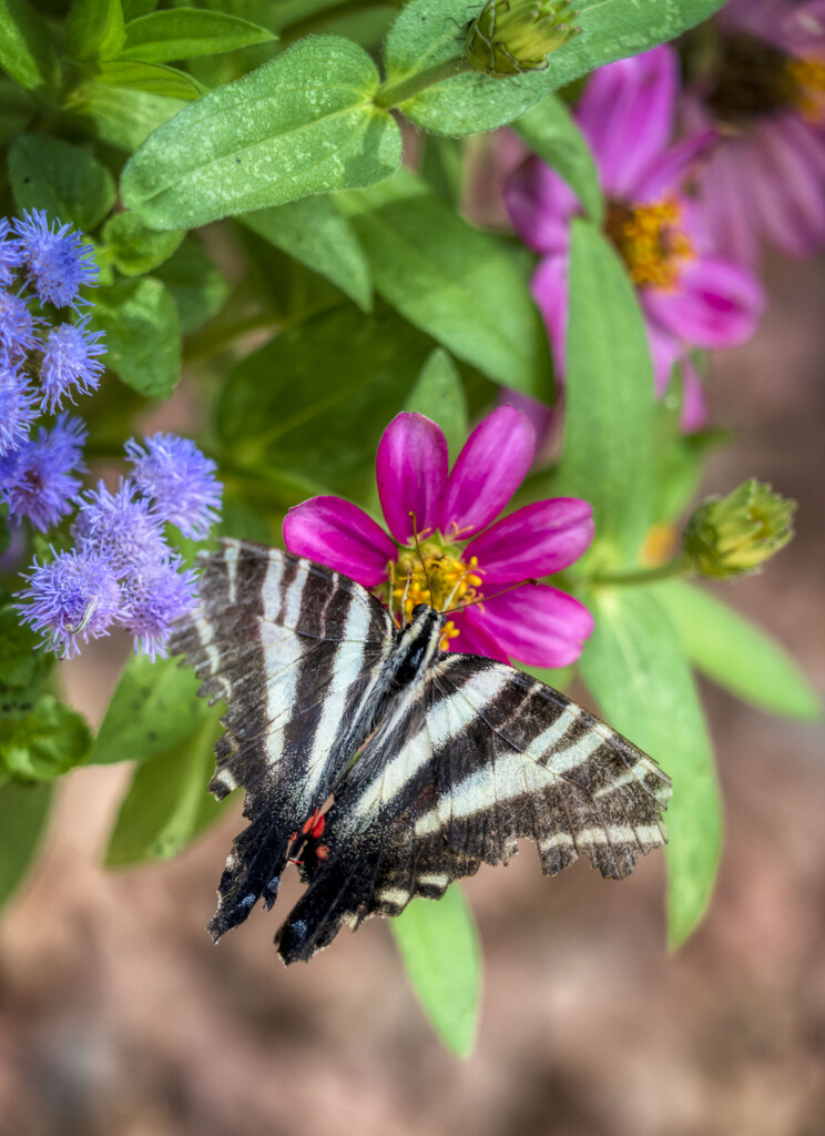 Zebra Swallowtail  by kvphoto