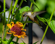 4th Aug 2022 - Female Ruby Throated Hummingbird
