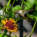 Female Ruby Throated Hummingbird by cwbill