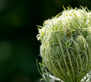 5th Aug 2022 - Opening of Queen Anne's Lace 