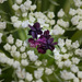 Queen Anne's Lace -center flower by dawnbjohnson2