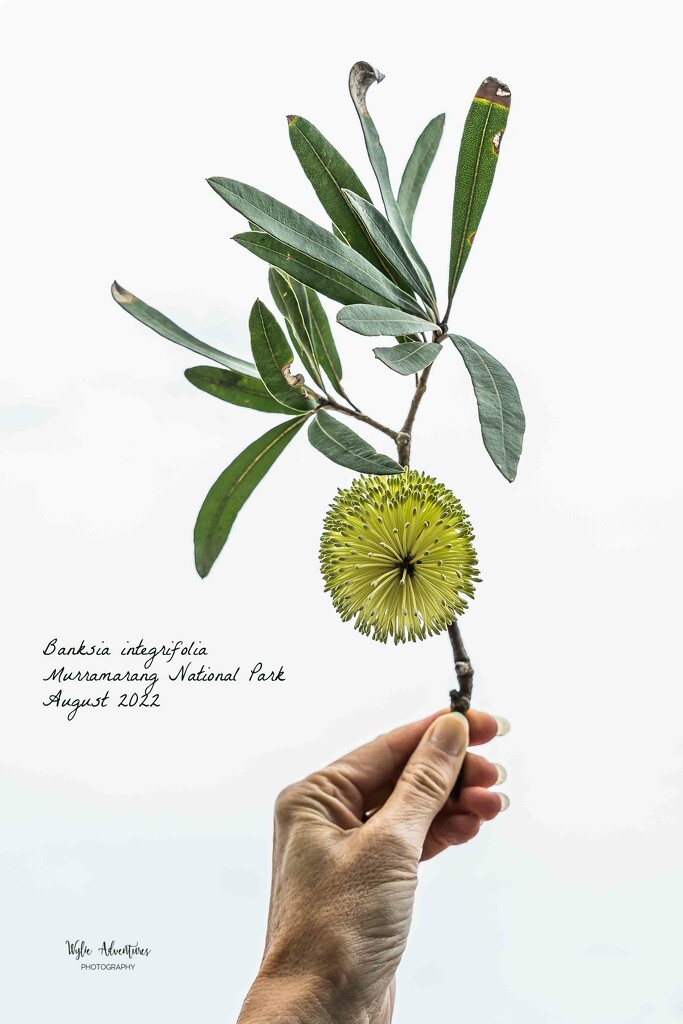 Banksia botanical by pusspup