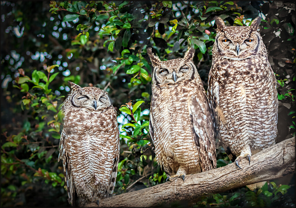Three wise Owls by ludwigsdiana