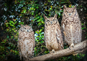 5th Aug 2022 - Three wise Owls