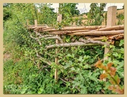 5th Aug 2022 - Rustic Fence