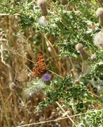 5th Aug 2022 - Comma Butterfly 