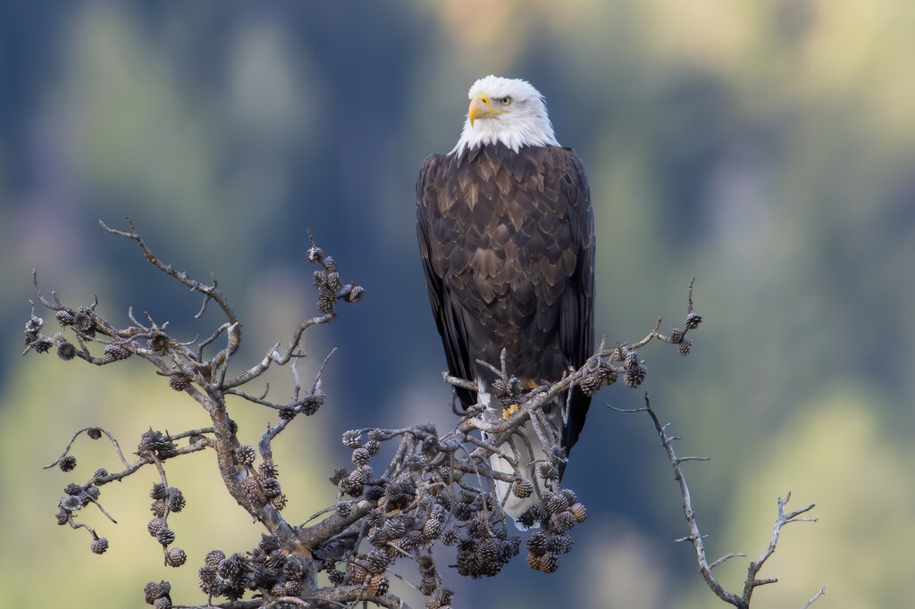 Bald Eagle at 1200mm by photographycrazy