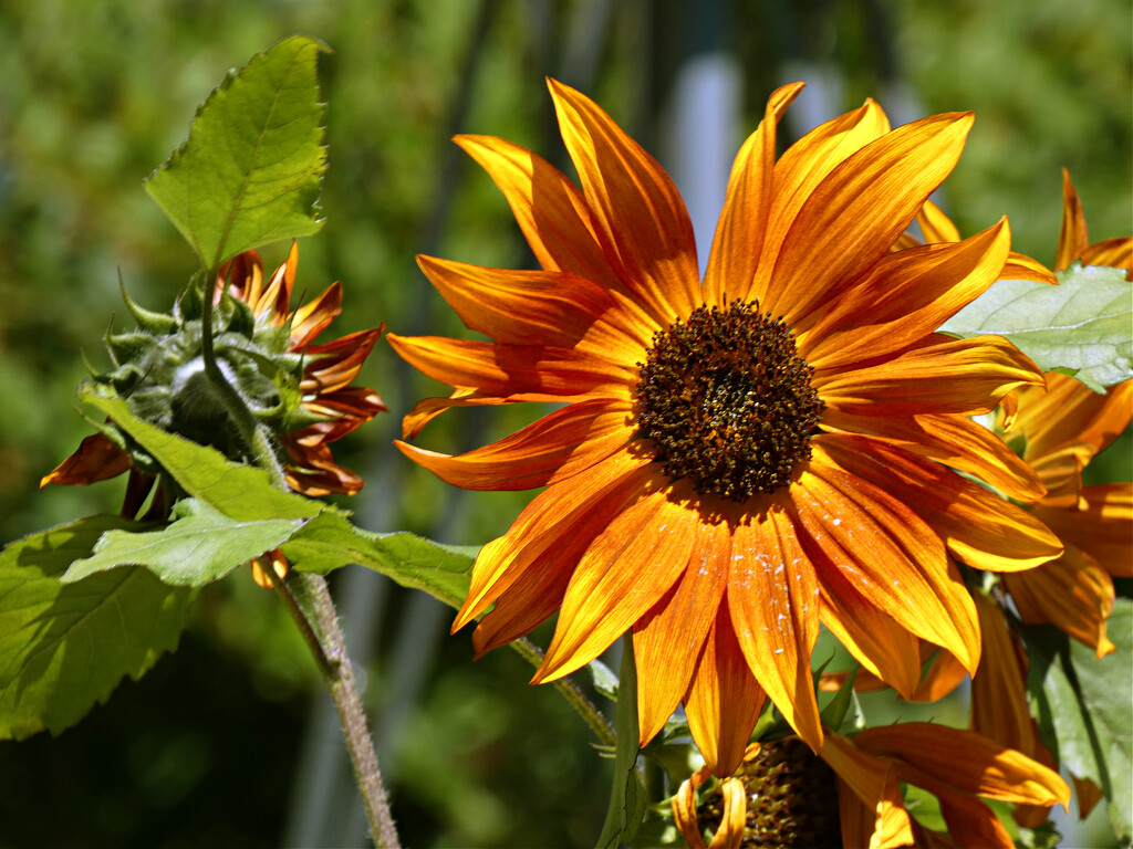 Sunflower Power by seattlite