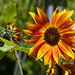 Sunflower Power by seattlite