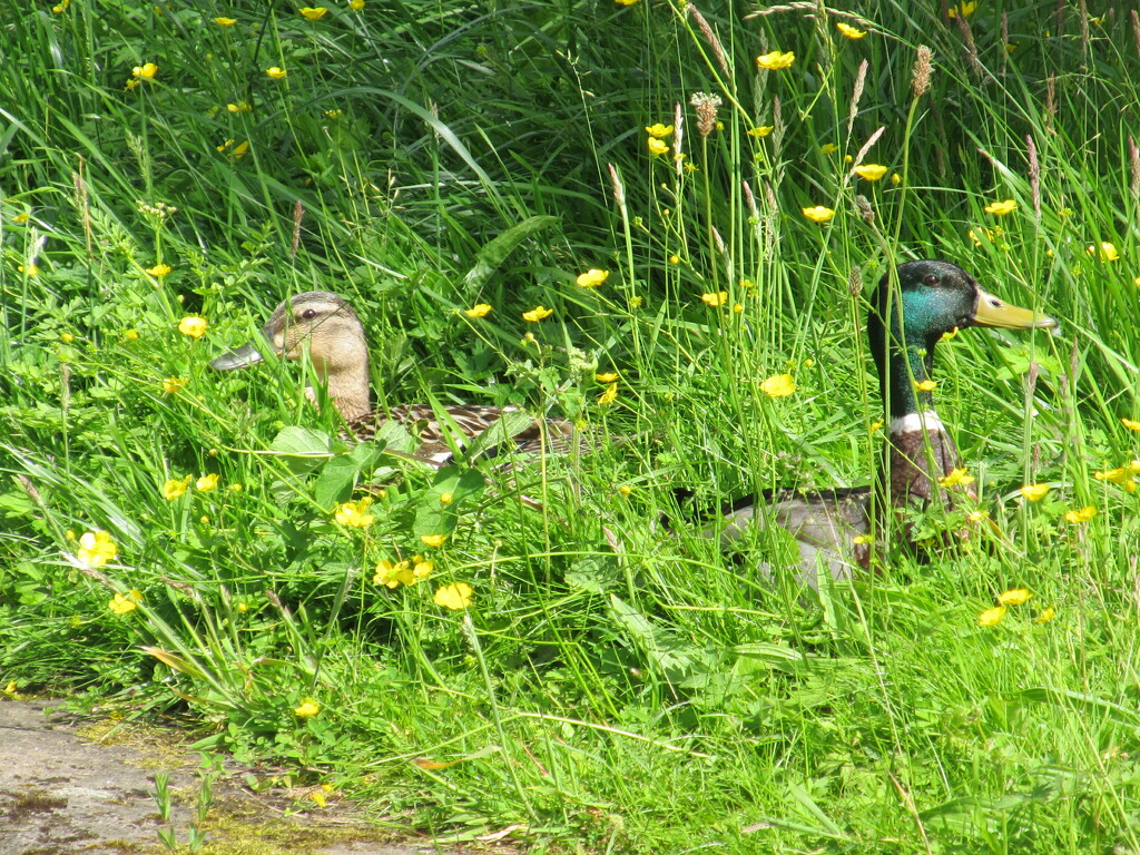 A mallard couple: have they had a disagreement? by speedwell