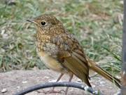 5th Aug 2022 - My friendly baby robin is back