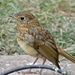 My friendly baby robin is back
