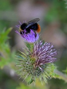 5th Aug 2022 - Red Tailed Bumble Bee