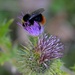 Red Tailed Bumble Bee