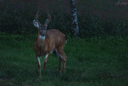 5th Aug 2022 - Early Morning Visitor 