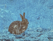 5th Aug 2022 - Bunny in a Blue Mood