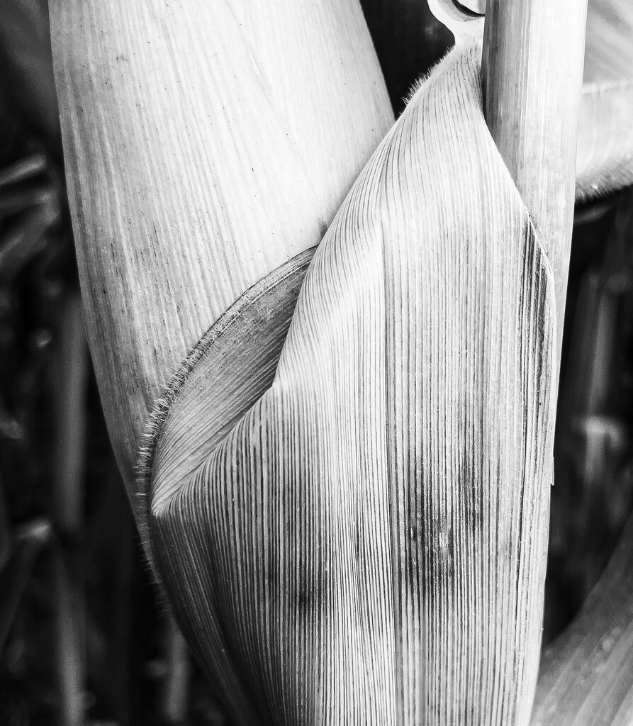 08-05 - Corn by talmon