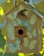 5th Aug 2022 - Fly-By-Wren or Why Would Wrens Pick This Giant Birdhouse