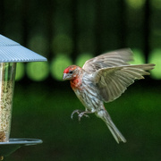 5th Aug 2022 - House Sparrow (Male)