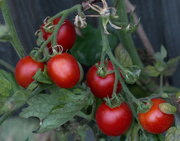5th Aug 2022 - Tomatoes