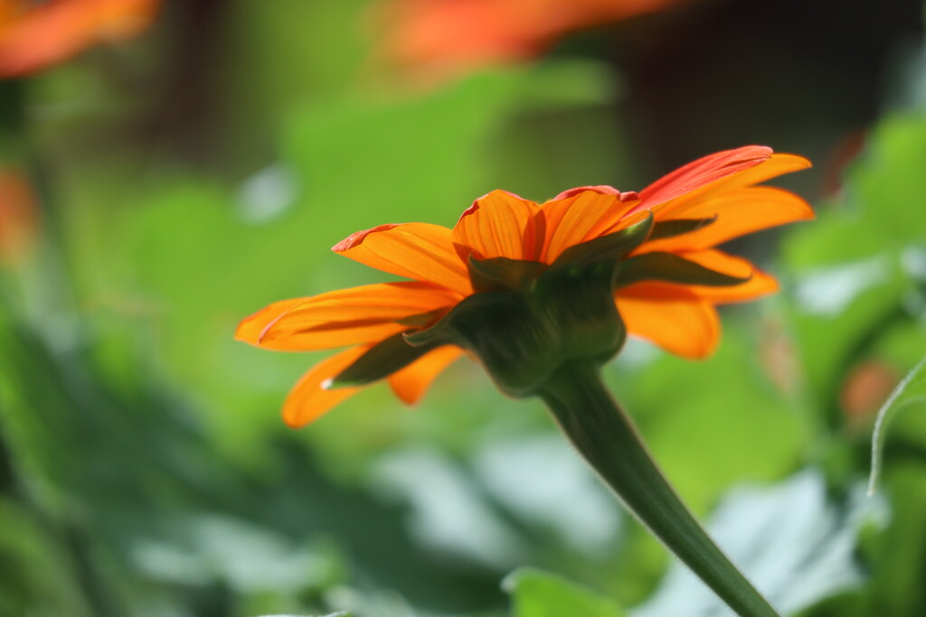 Mexican Sunflower by 365projectorgheatherb