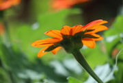 5th Aug 2022 - Mexican Sunflower