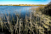 6th Aug 2022 - Paisley-Challis Wetlands near Newport, Melbourne Victoria