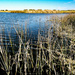 Paisley-Challis Wetlands near Newport, Melbourne Victoria
