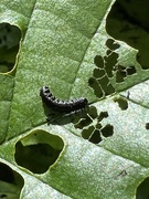 5th Aug 2022 - Alder Leaf beetle