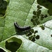 Alder Leaf beetle