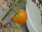 5th Aug 2022 - Tomato by Equipment Warehouse 