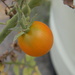 Tomato by Equipment Warehouse  by sfeldphotos